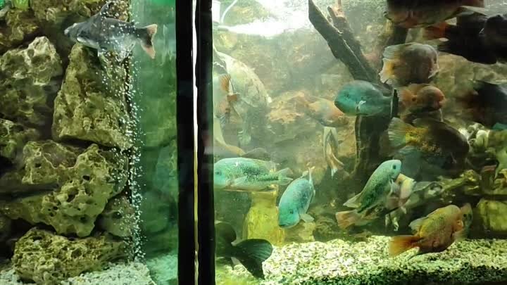Невероятные обитатели Алуштинского аквариума