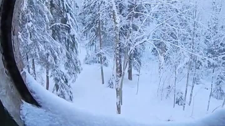 Заброшенный сказочный замок в лесу