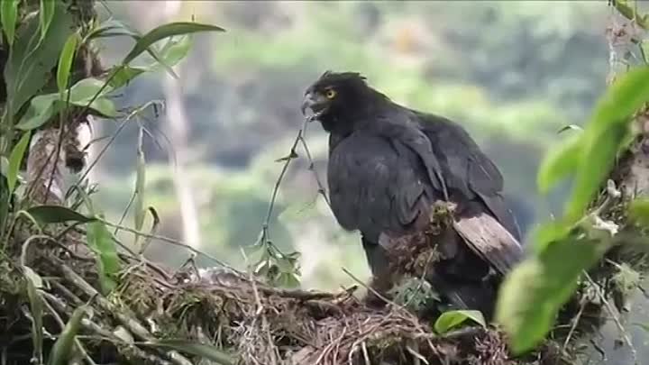 Чёрно-каштановый орёл