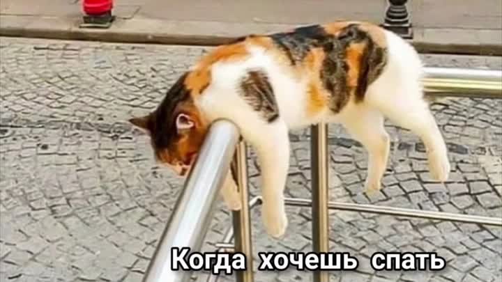 Котики спят😺