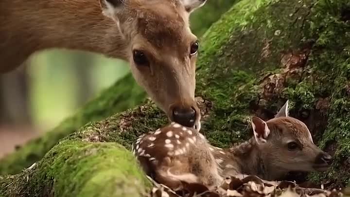 Видео от Удивительный мир