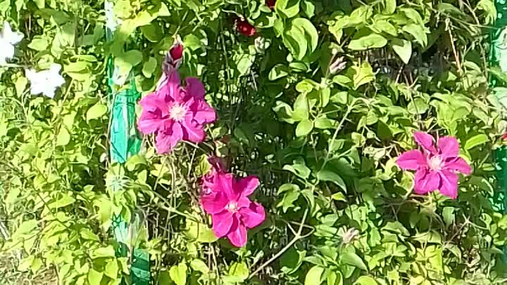 VID_20220529_170106.mp4