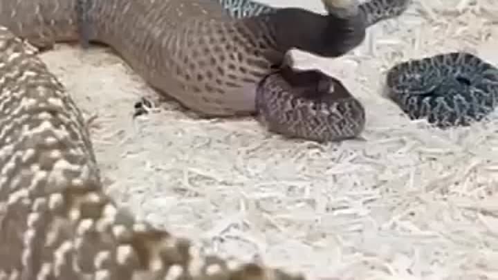 Живородящая Гремучая рожает одну змею за другой
