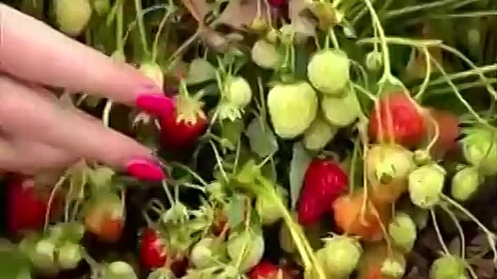 Видео от САДОВАЯ ФЕЯ  - Дача. Сад и Огород