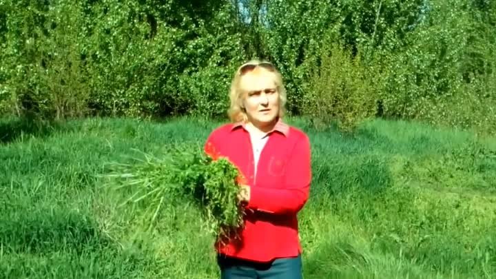 🌿🍀МОКРИЦА ВОССТАНОВИТ ЗРЕНИЯ, ПОДМАРЕННИК ЦЕПКИЙ- ПОДТЯНЕТ ОРГАНЫ, ...