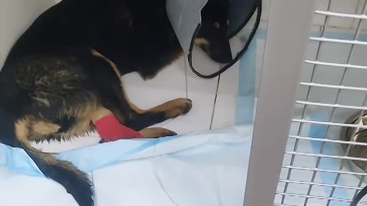 Клиника Айболит, Краснополянская 30, сбитый щенок Алиса, очень нужна ...