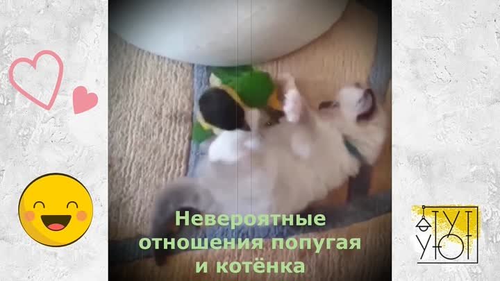 Невероятные отношения попугая и котёнка) 😸😸