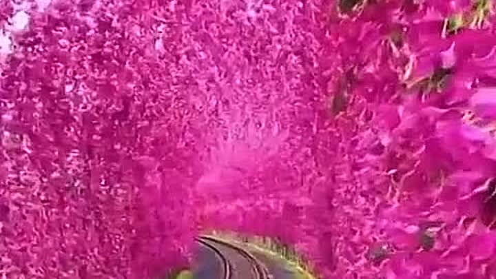 Туннель из цветов в Ючи, Тайвань
