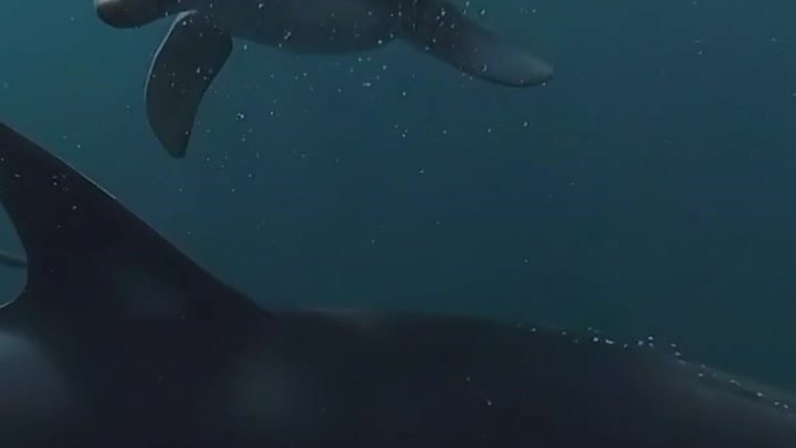 Прекрасные дельфины 