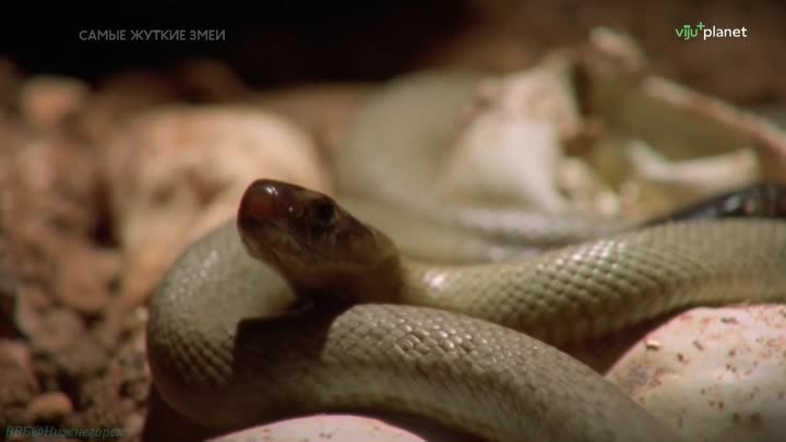 «Самые жуткие змеи (1). Австралия» (Познавательный, природа, животные, флора, фауна, исследования, 2022)