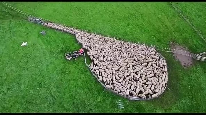 Как собаки-пастухи управляют стадом овец