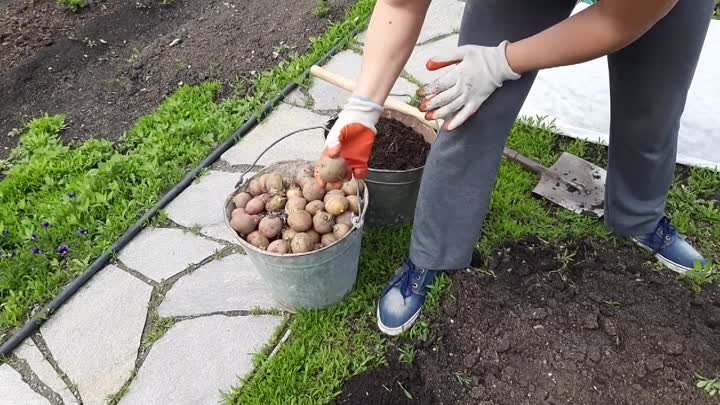 Как посадить картошку одной легко и быстро? Посадка картофеля без му ...
