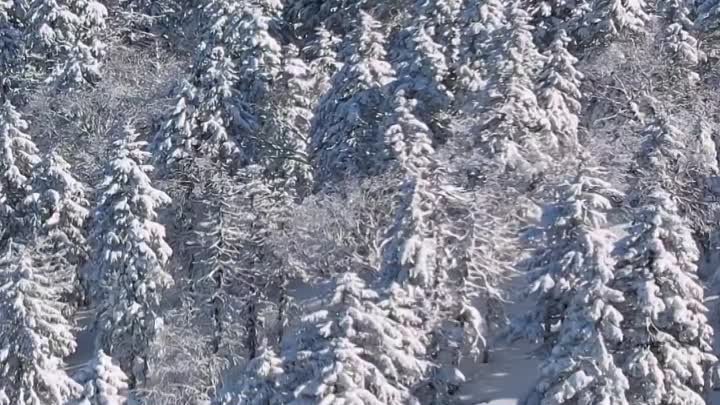 Сказочный лес горы Пушкинской. Видео Сергея Андриенкова