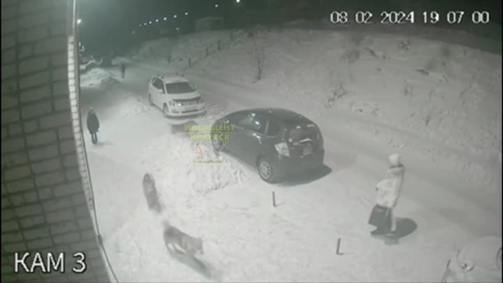 В Усть-Куте бездомные собаки напали на ребенка