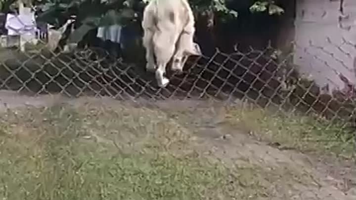 Собакен преодолевает забор