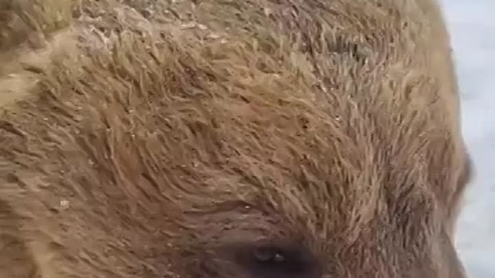 Медведь кушает грушу