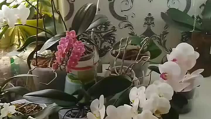 Видео от Клуб ЦветоМанов Росток|Растения.Цветы.Подставки