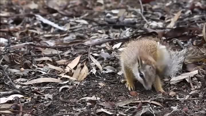 Намбаты - самые красивые и необычные животные Австралии