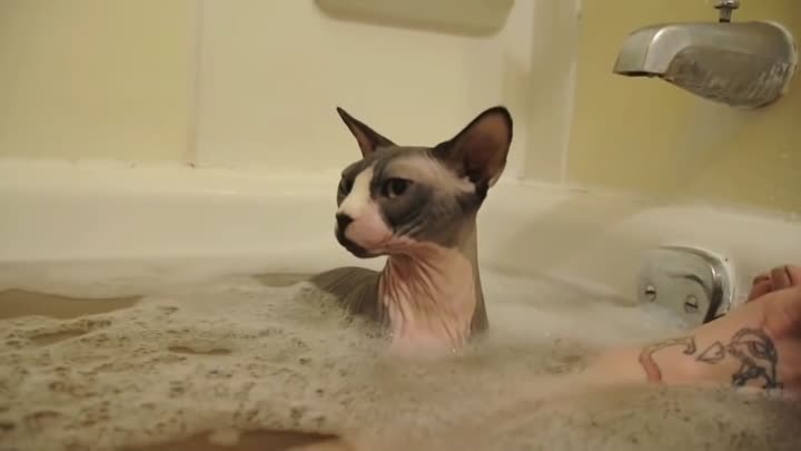 А говорят коты не любят воду!