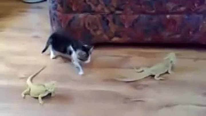 Котёнок vs ящерицы