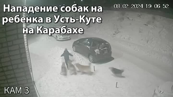 Нападение бродячих собак на ребенка в Усть-Куте в микрорайоне Железн ...