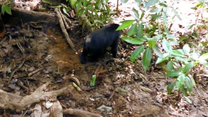 Малайский медведь или бируанг - самый маленький медведь
