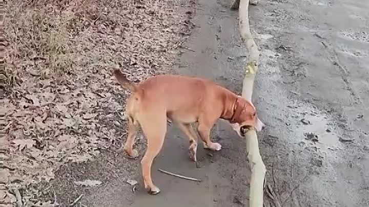 ЧОТИРИЛАПИЙ  ПОМІЧНИК  ЗСУ