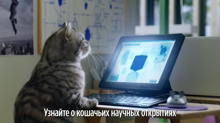 Whiskas KIT Cat Expertise