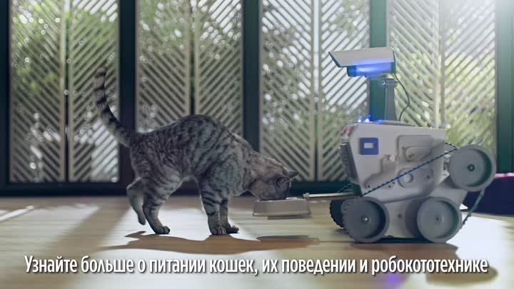 Whiskas KIT Cognitive Robotics