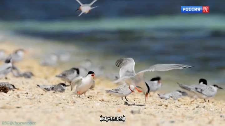 «Островной рай: Новая Каледония» (Познавательный, природа, животные, флора, фауна, исследования, 2020)