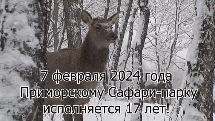 7 февраля 2024 года Приморскому Сафари-парку исполняется 17 лет!