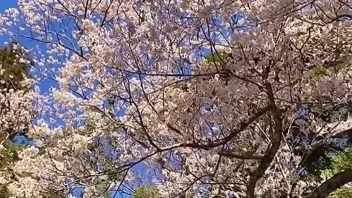 Цветение сакуры 