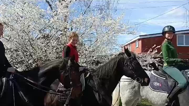 Лошади в городе🔥