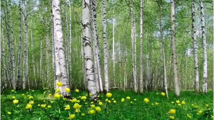 Родина - Людмила Зеленина.