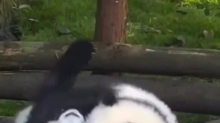 Эти милые панды.. .