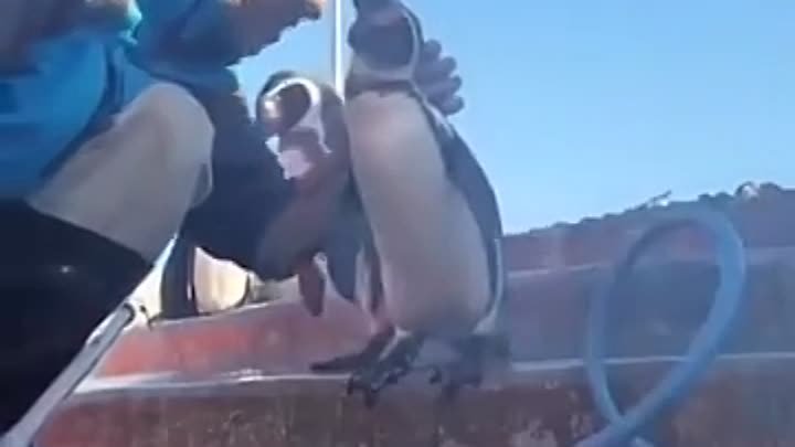Пингвины скрасили трудовые будни уборщика зоопарка