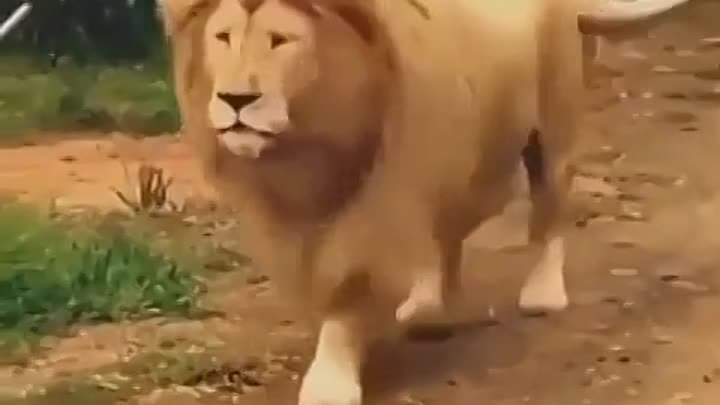 Поющий лев