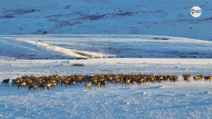Наша Сибирь 4К: Северный олень