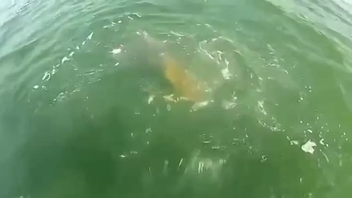 Морской окунь проглотил 1.5 метровую акулу одним укусом
