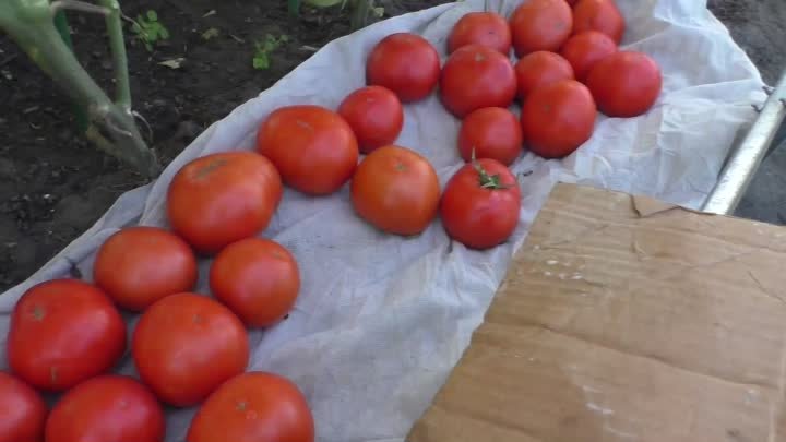 Разные способы выращивания помидоров в открытом грунте. Практический ...