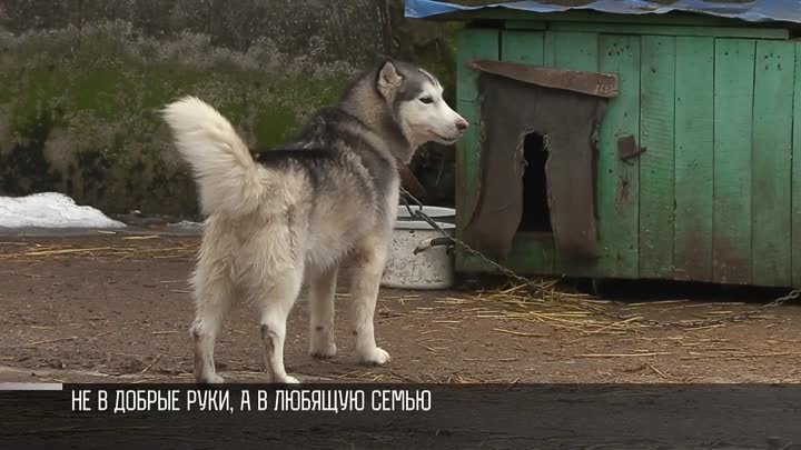 В поисках дома. История щенков из приюта в Бендерах