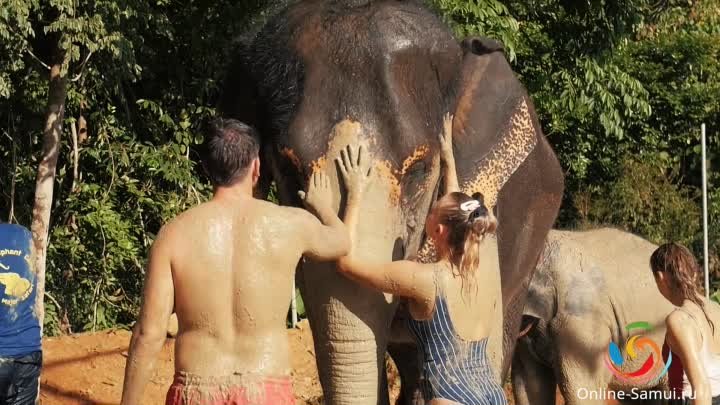 Самуи уход за слонами