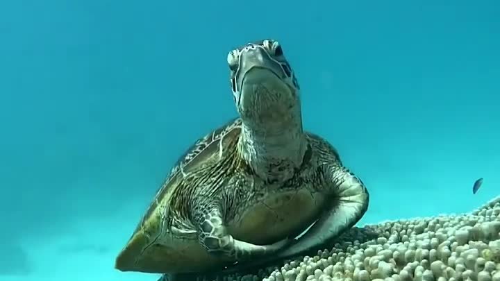 Черепаха зевает 🐢