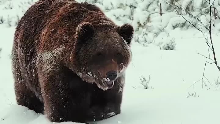 🐻