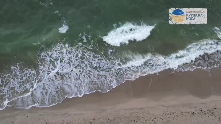 22 марта - Всемирный день воды и День Балтийского моря.

Куршская ко ...