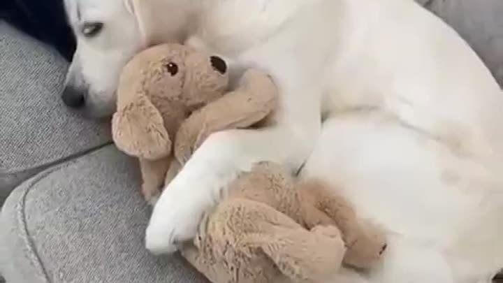 Пёсик спит со своей любимой игрушкой