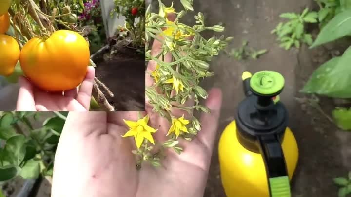Подкормка для завязей томатов