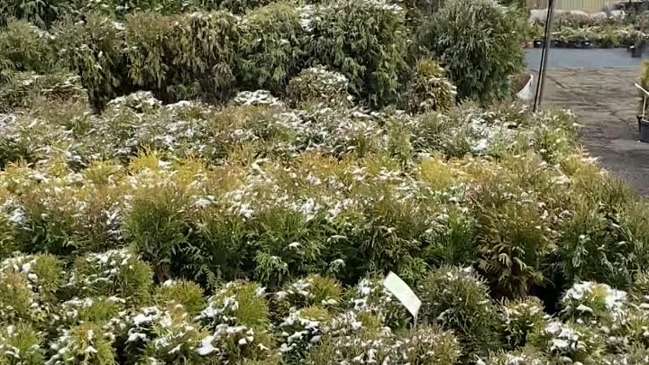 Хвойные под снегом ❄️