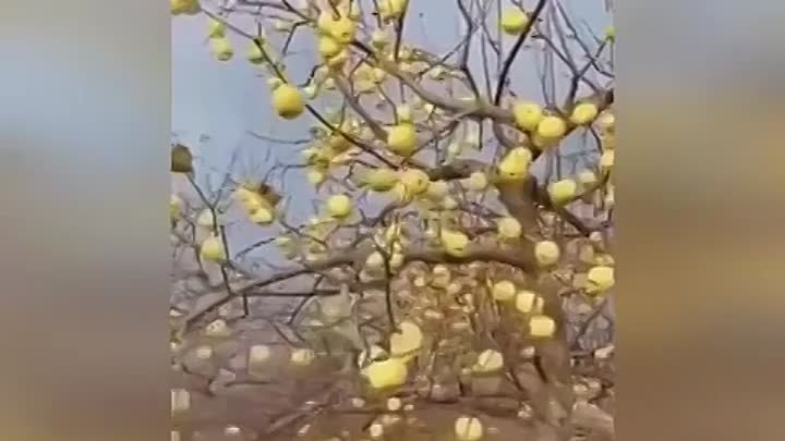 Необычные яблочки
