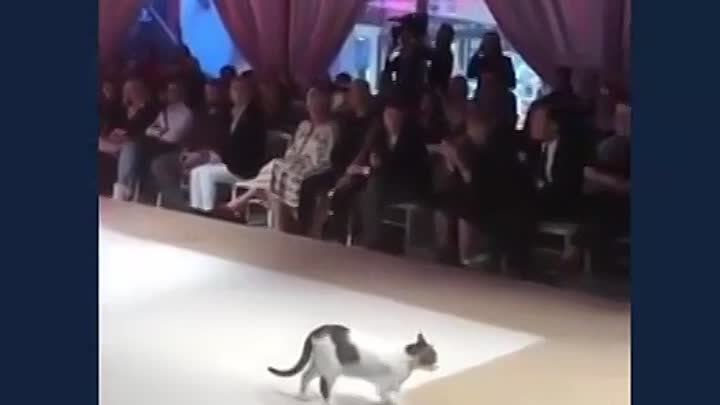 Кошка показала моделям, как нужно ходить по подиуму!